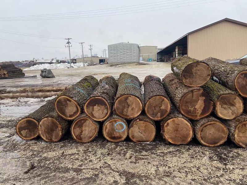 Китай Dongguan Yinghui Wood Industry Co., Ltd. Профиль компании